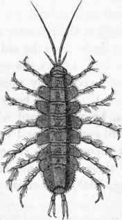Crustacea 245