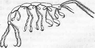 Crustacea 248