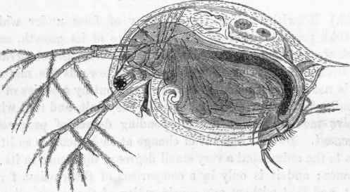 Daphnia.