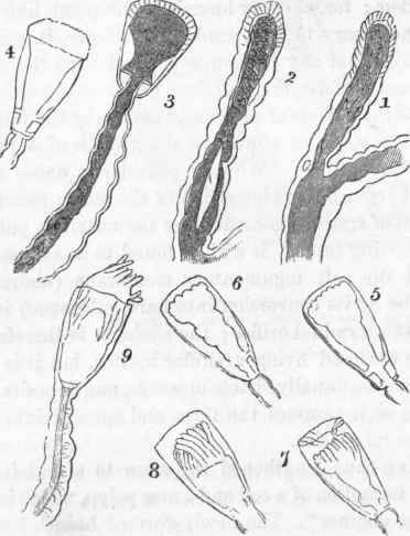 Diagram illustrating the mode of growth of a Sertularian polypiclom.