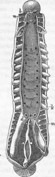 Digestive organs of the Leech (Hirudo medicinalis): b, mouth.