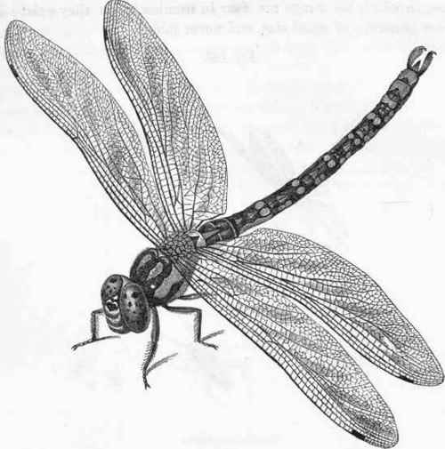 Dragon fly.