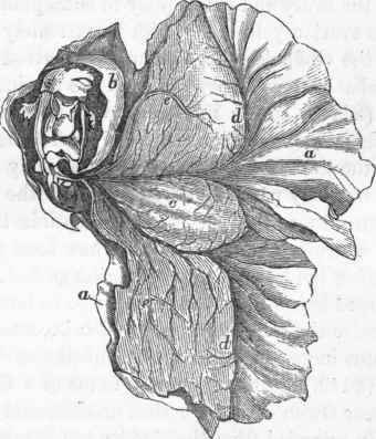 Embryo of Kangaroo.