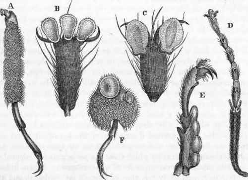 Feet of insects: A, F, Dytiscus. B, Bibio febrilis. c, Musca damestica. D, Cimbex lutea.