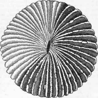 Fungia agariciformis.