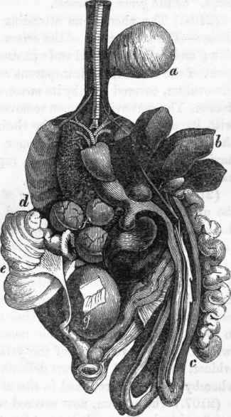 Generative apparatus of the Hen.