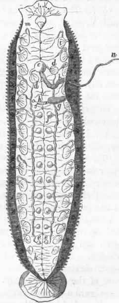 Generative apparatus of the Leech.