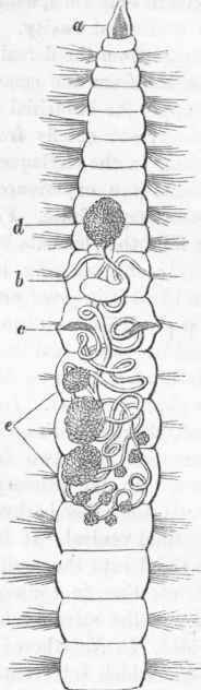 Generative organs of Nais. (After Duges.)