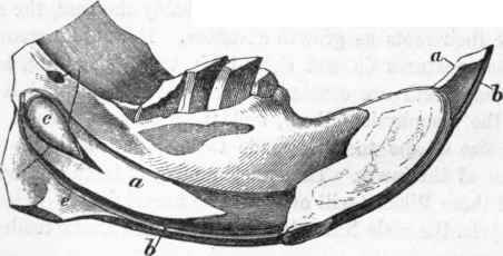 Growth of incisor tooth in the Porcupine.