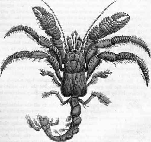 Hermit Crab.
