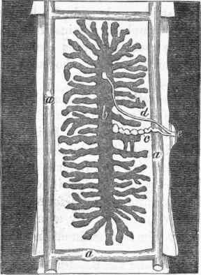 Immature segment of Taenia solium: a, lateral canals; b, ovary; c d, accessory glands; e, lateral sucker.