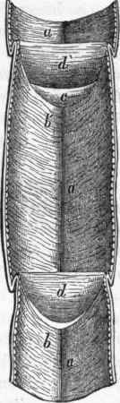 Internal view of a portion of the dorsal vessel of a Cockchafer.