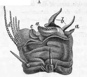 Jaws of Laodicea antennata.