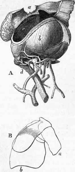 Jaws of the Cuttle fish. A: a, fleshy orifice of the mouth.
