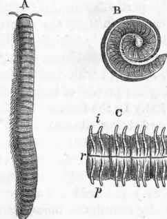 Julus terrestris. A, in the act of progression; B, the same rolled up in a spiral form.