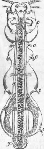 Lamproglena pulchella.