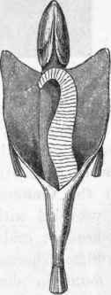 Ligida simplieissima in the abdominal cavity of a Minnow.