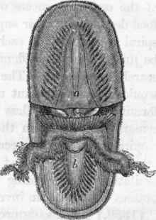 Lingula, with the valves separated: a, b, the pallium or mantle.