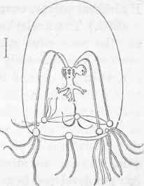 Lizzia octopunctata.