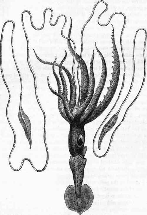 Loligopsis Verani.