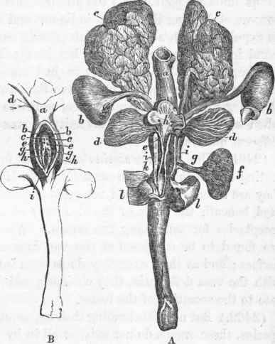 Male generative apparatus of the Hedgehog.