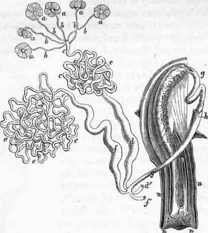 Male generative organs of Melolontha vulgaris: a a a, testicular glands.