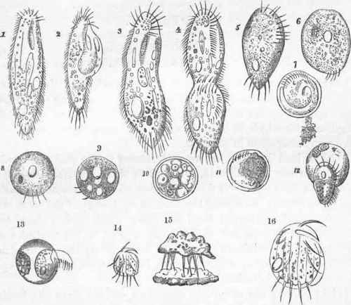 Metamorphoses of Trichoda Lynceus.