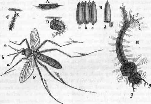 Metamorphoses of the Gnat (Culex pipiens):   A, Boat of eggs.