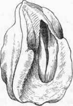 Mouth of Tritonia Hombergii.