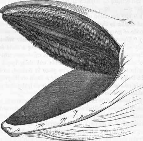 Mouth of the Whalebone Whale.