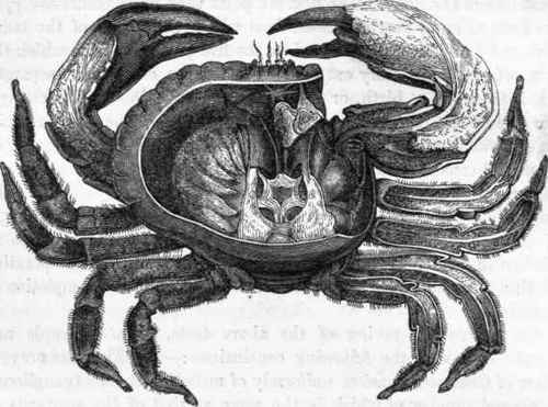 Nervous system of the Crab: from the dorsal aspect.