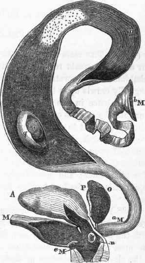 Oviduct and ovum of female Tortoise. (After Bojanus.)