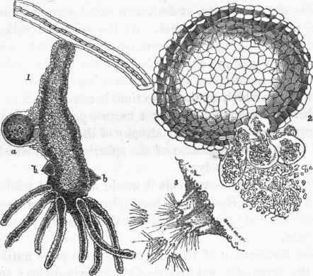 Oviparous reproduction of Hydra viridis. 1. Body of Hydra magnified.