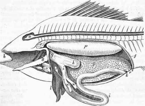 Plan of the general arrangement of the viscera in a Fish.