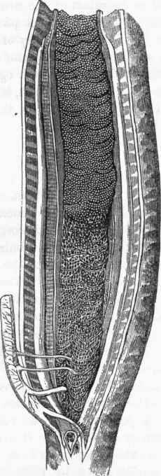 Reproductive organs of the Lamprey (Petromyzon marinus.)