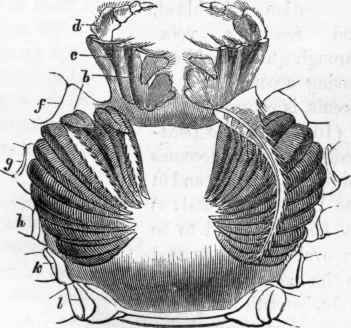 Respiratory organs of the Crab: b, c, d, foot jaws, from the bases of which the flabella are derived; f, g, h, k, I, ambulatory legs.