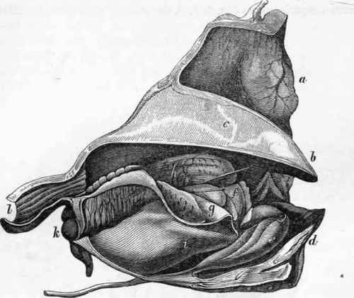 Section of the oral apparatus of Onychoteuthis: a, circular lip surrounding the mouth.