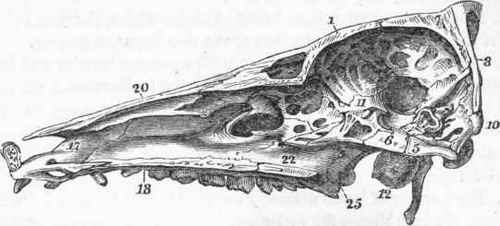 Section of the skull of the Pig.