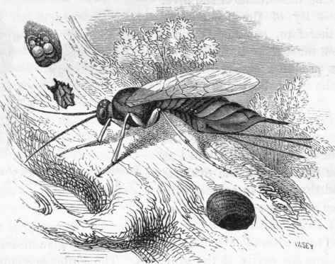 Sirex gigas.