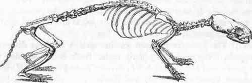 Skeleton of the Weasel.