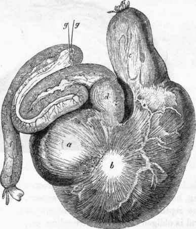 Stomach of the Crocodile.