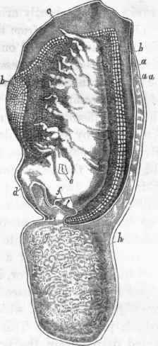 Structure of Conchoderma: a, external layer of integument; a a, internal layer.