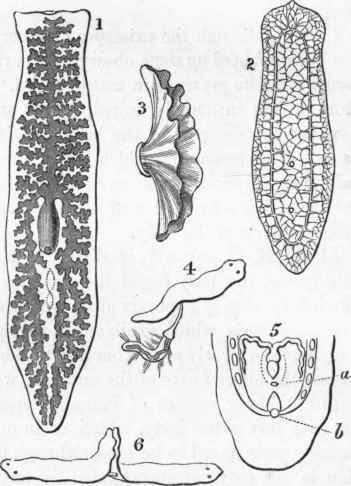 Structure of Planaria (after Duges.)