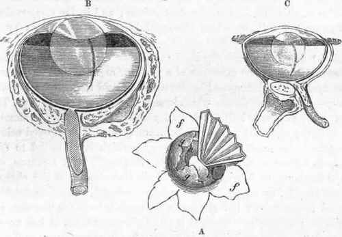 Structure of the eye in Fishes.