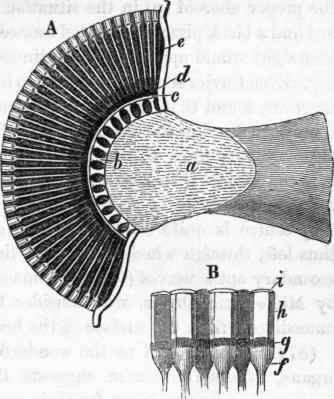 Structure of the eye of a Cockchafer. A, sectional view: a, optic ganglion.
