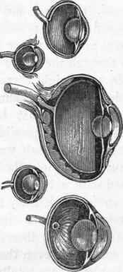 Structure of the eye.