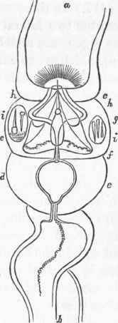 Styliferous apparatus of Folia mandilla: a, portion of proboscis.