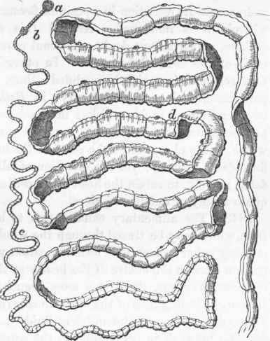 Taenia solium: a, head; b, c, d, segments of the body.