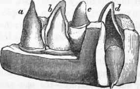 Teeth of the Porpoise.