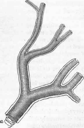 Tracheal tube of an insect, highly magnified, showing, at a, the elastic spiral thread.